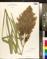 Phragmites australis image