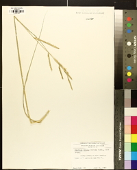 Spartina patens image