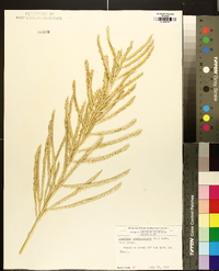 Spartina cynosuroides image