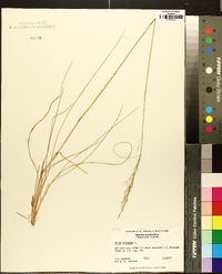 Stipa avenacea image