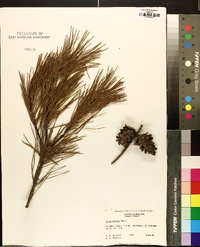 Pinus glabra image