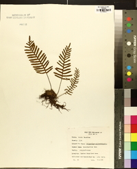 Polypodium polypodioides image