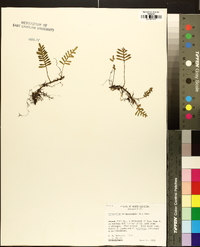 Polypodium polypodioides image