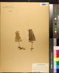 Polypodium polypodioides image