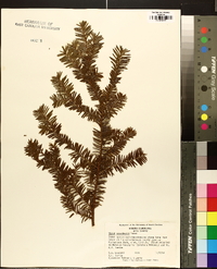 Taxus canadensis image