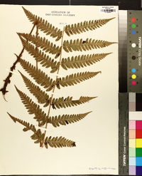 Dryopteris ludoviciana image