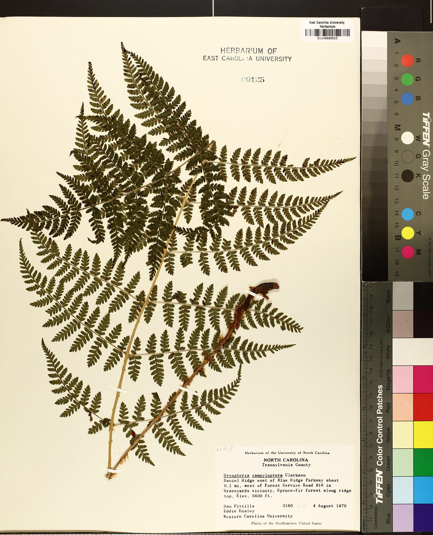 Dryopteris campyloptera image