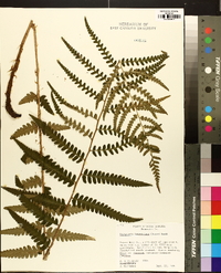 Dryopteris ludoviciana image