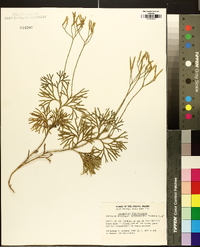 Lycopodium flabelliforme var. ambiguum image