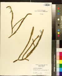 Lycopodiella alopecuroides image