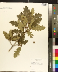 Quercus gambelii image