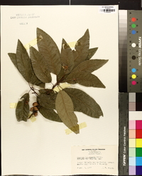 Quercus imbricaria image