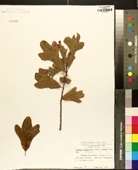 Quercus margaretta image