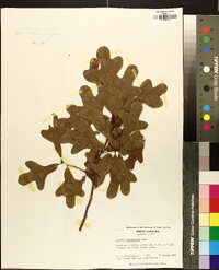 Quercus margaretta image