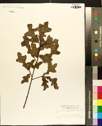 Quercus margaretta image