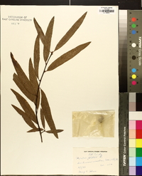 Quercus phellos image