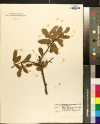 Quercus virginiana image