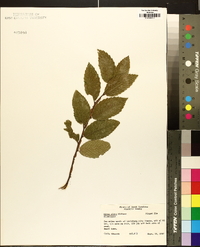 Ulmus alata image