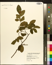 Ulmus crassifolia image