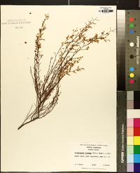 Polygonella polygama image