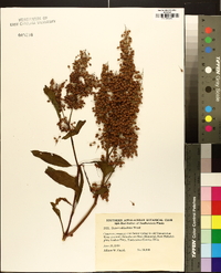 Rumex altissimus image