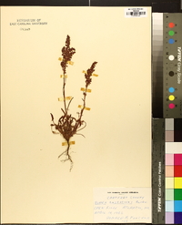 Rumex hastatulus image