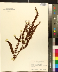 Rumex obtusifolius image