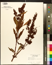 Rumex verticillatus image