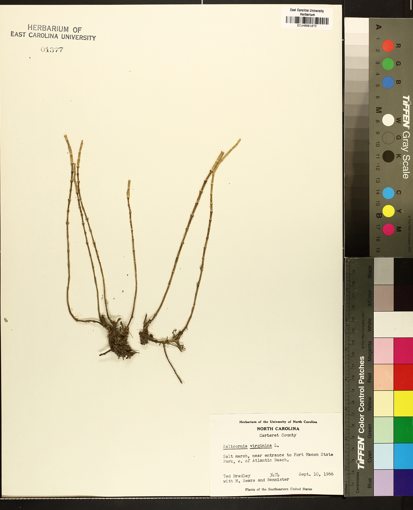 Salicornia virginica image