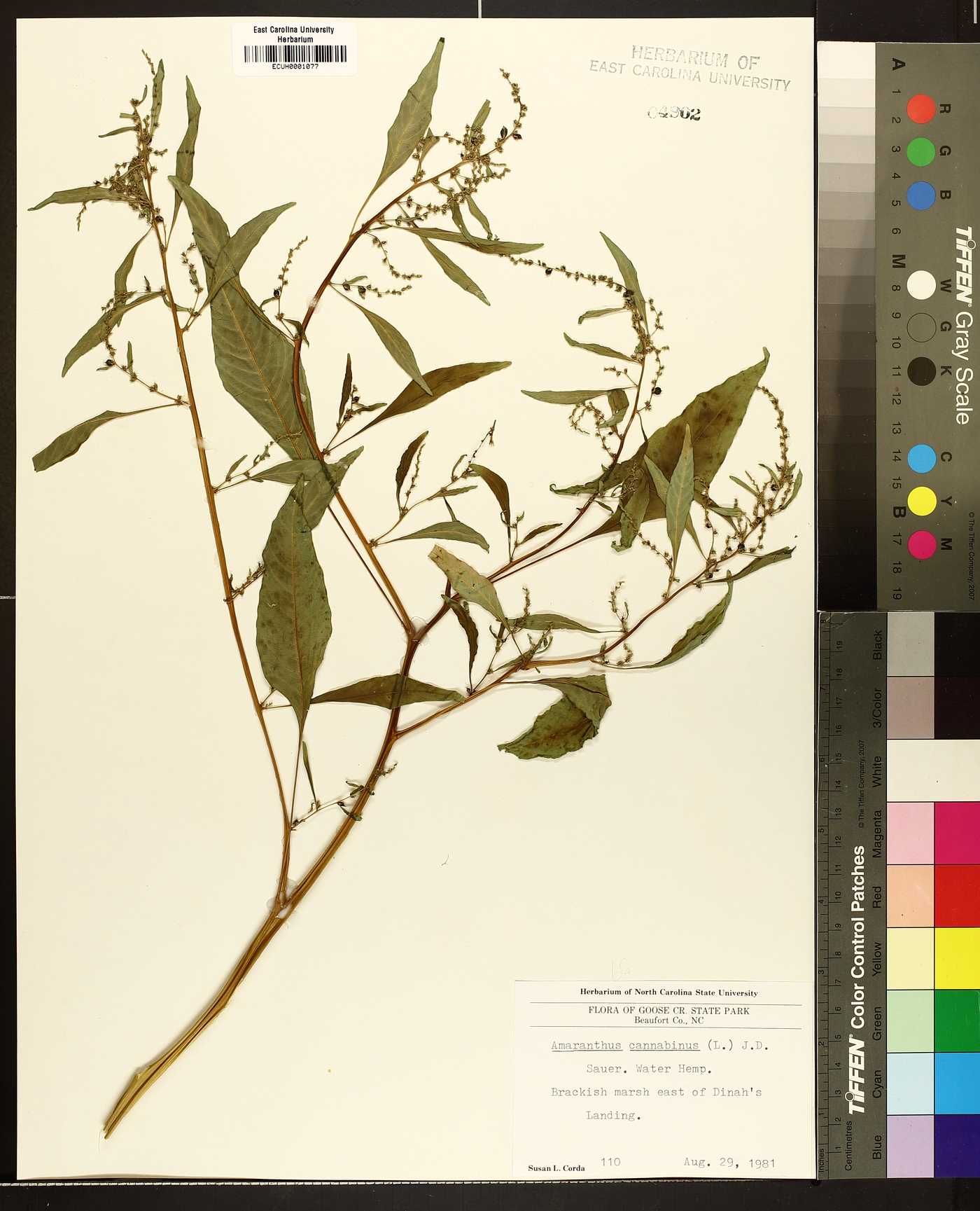 Amaranthus cannabinus image