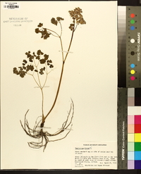 Thalictrum dioicum image