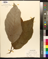 Magnolia acuminata image