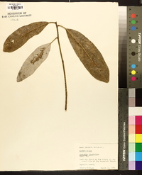 Magnolia tripetala image