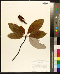 Magnolia virginiana image