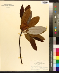 Magnolia virginiana image