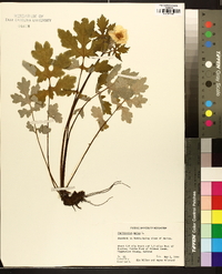 Chelidonium majus image