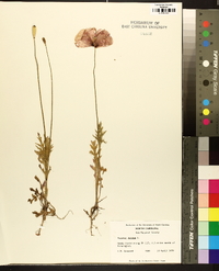 Papaver dubium image