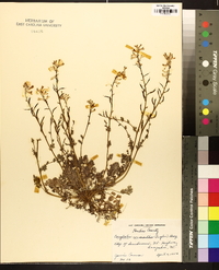 Corydalis micrantha image