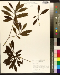 Myrica cerifera image