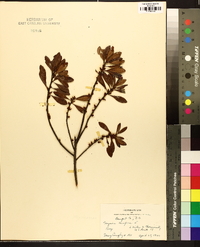 Myrica cerifera image