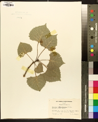 Populus grandidentata image