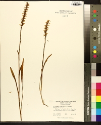 Spiranthes cernua image