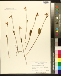 Pogonia ophioglossoides image