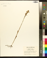 Spiranthes cernua image