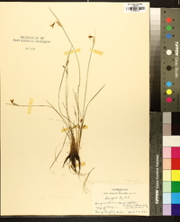 Sisyrinchium albidum image