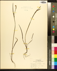 Sisyrinchium mucronatum image