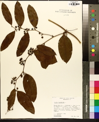 Smilax laurifolia image