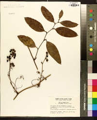 Smilax laurifolia image