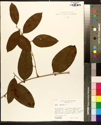 Smilax laurifolia image