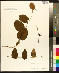 Smilax pumila image